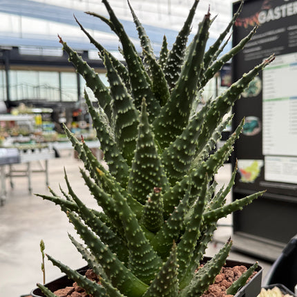 Tulista pumila (Large specimen)