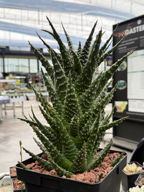 Tulista pumila (Gran ejemplar)