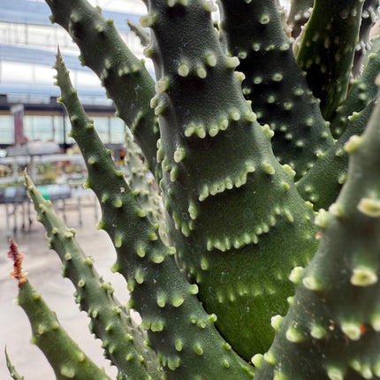 Tulista pumila (Large specimen)