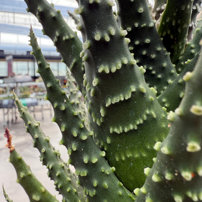 Tulista pumila (Large specimen)