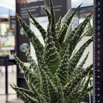 Tulista pumila (Large specimen)