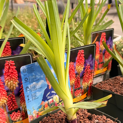 Kniphofia uvaria