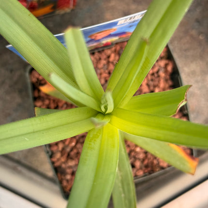 Kniphofia uvaria