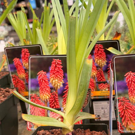 Kniphofia uvaria
