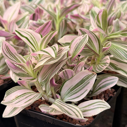 Tradescantia ‘Unicorn’