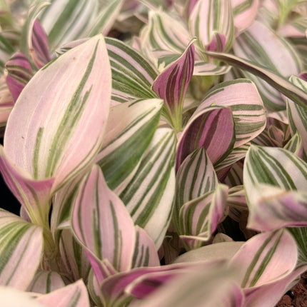 Tradescantia ‘Unicorn’