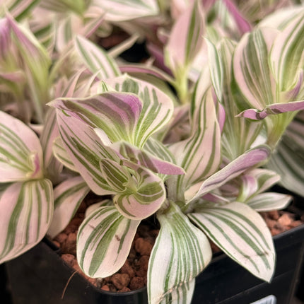 Tradescantia ‘Unicorn’