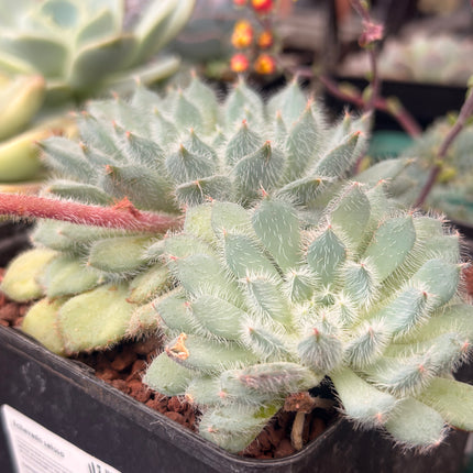 Echeveria setosa