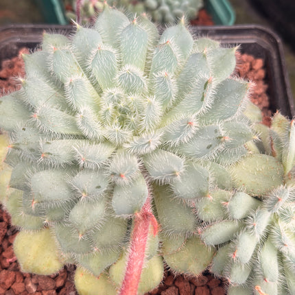 Echeveria setosa