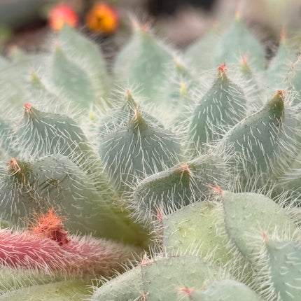 Echeveria setosa