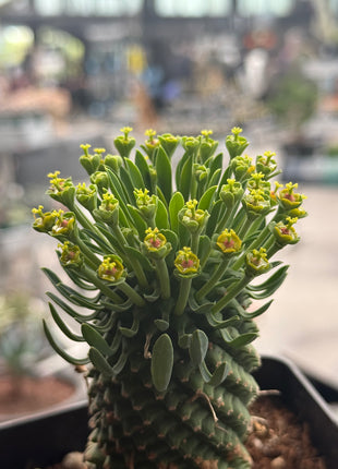Euphorbia 'Sotetsu Kirin'