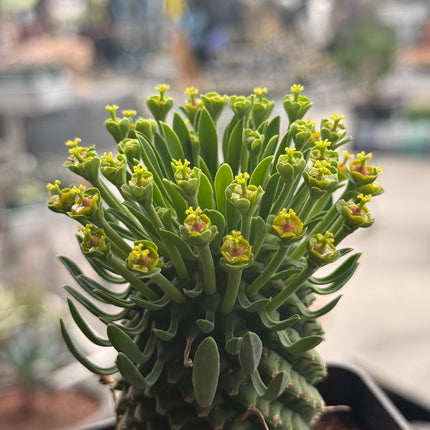 Euphorbia 'Sotetsu Kirin'