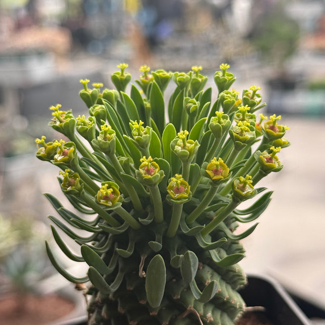 Euphorbia ‘Sotetsu Kirin’