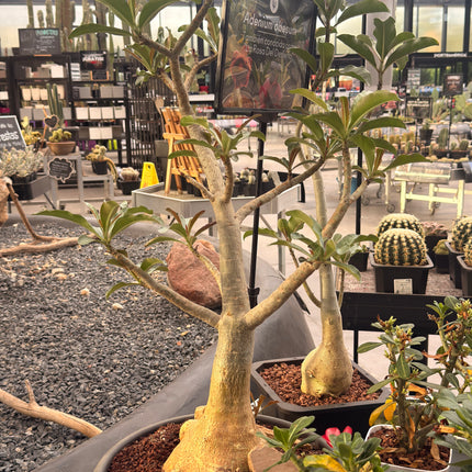 Adenium obesum "Rosa del Desierto"