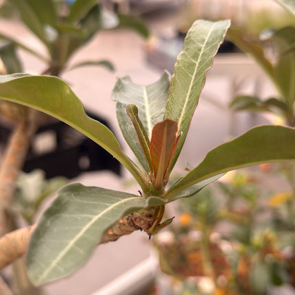 Adenium obesum "Rosa del Desierto"