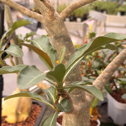 Adenium obesum "Rosa del Desierto"