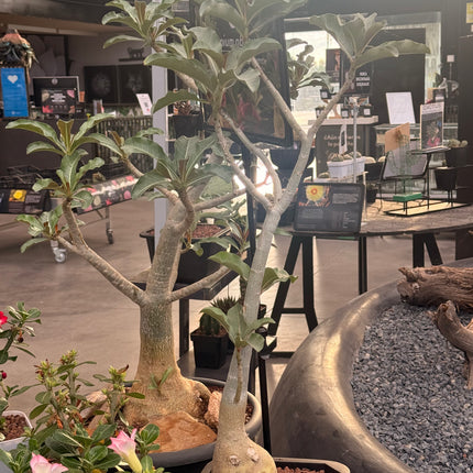 Adenium obesum "Rosa del Desierto"