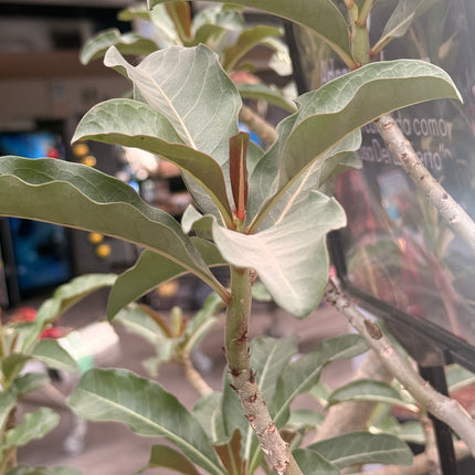 Adenium obesum "Rosa del Desierto"