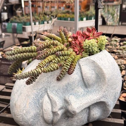 Composición “Succulent Dream” (Retiro en Tienda)