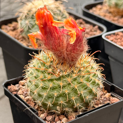 Parodia microsperma var. mutabilis