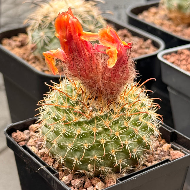 Parodia microsperma var. mutabilis