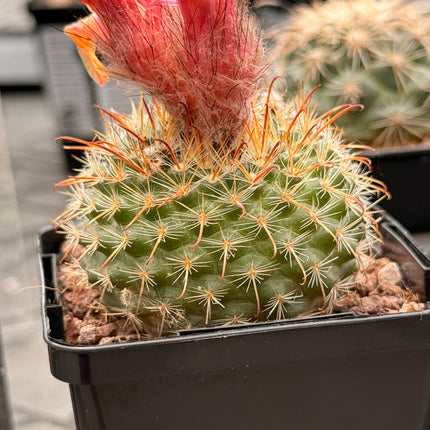 Parodia microsperma var. mutabilis