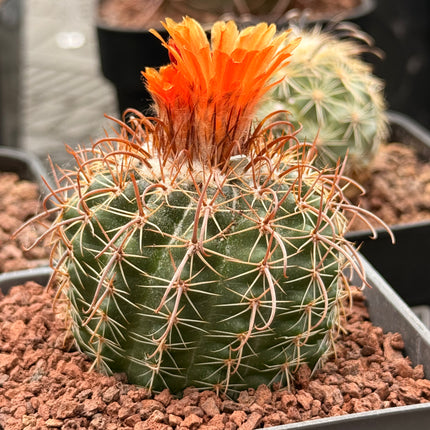 Parodia microsperma var. sanguiniflora