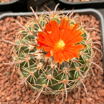 Parodia microsperma var. sanguiniflora