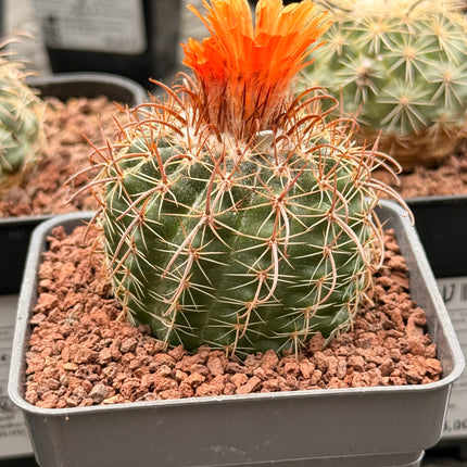 Parodia microsperma var. sanguiniflora