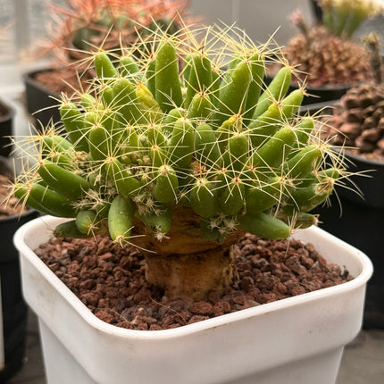 Mammillaria longimamma XL