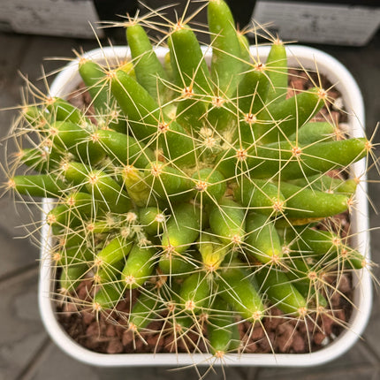 Mammillaria longimamma XL