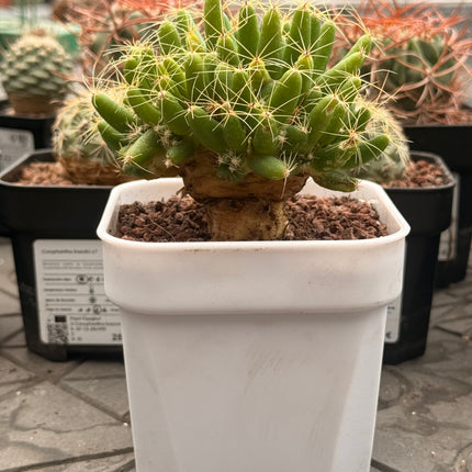 Mammillaria longimamma XL
