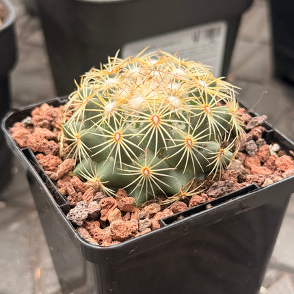 Coryphantha compacta