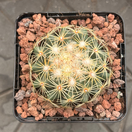 Coryphantha compacta