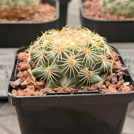 Coryphantha compacta