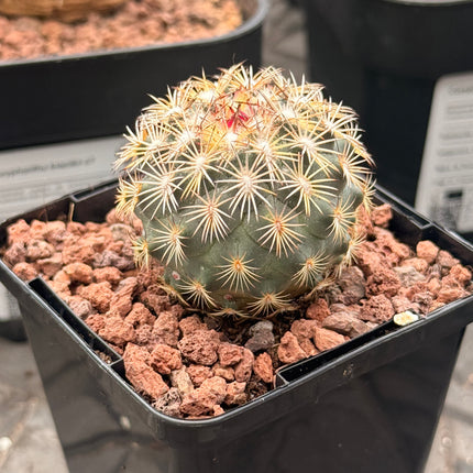 Coryphantha glanduligera