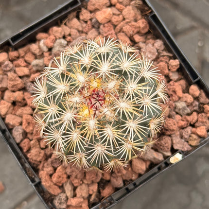 Coryphantha glanduligera