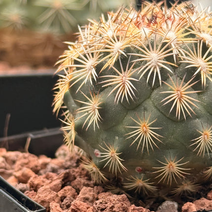 Coryphantha glanduligera