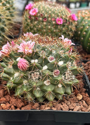Mammillaria sempervivi