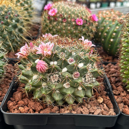 Mammillaria sempervivi