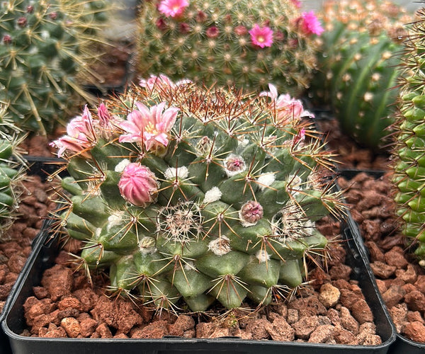 Mammillaria sempervivi – DesertSTORE.es