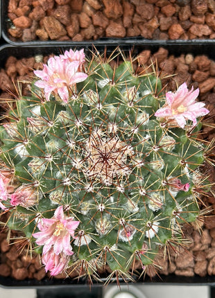 Mammillaria sempervivi