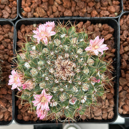 Mammillaria sempervivi