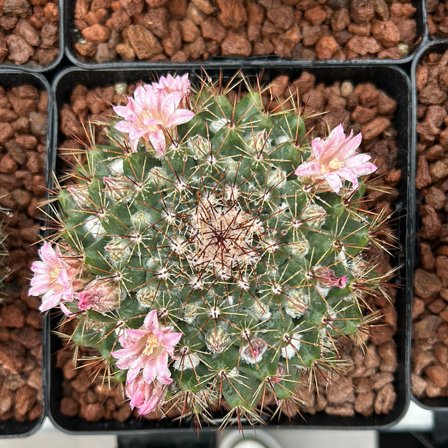 Mammillaria sempervivi
