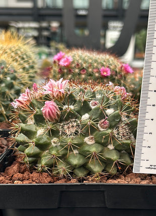 Mammillaria sempervivi