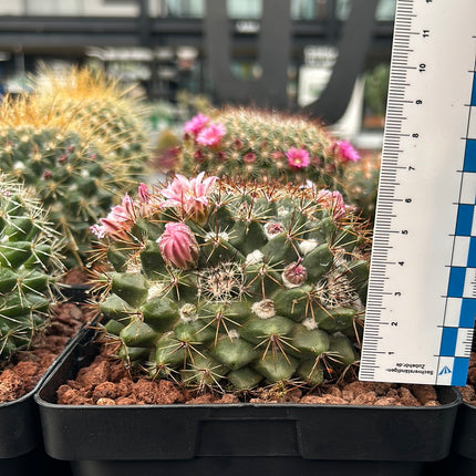 Mammillaria sempervivi