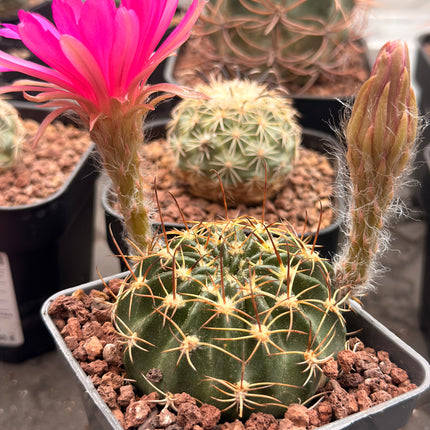 Lobivia cardesiana