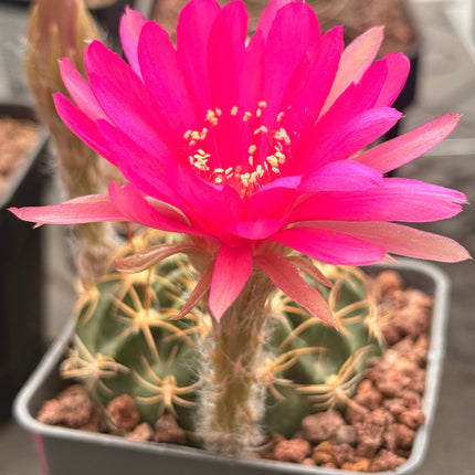 Lobivia cardesiana