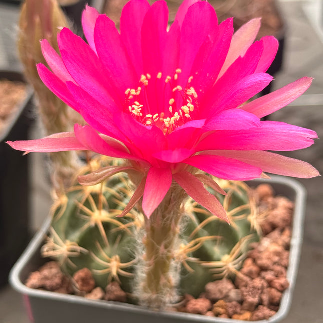 Lobivia cardesiana