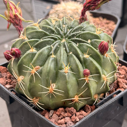 Lobivia cinnabarina